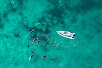 Auf der Suche nach Delfinen in Hurghada